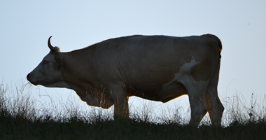 Bräm Naturabeef: Fleisch aus eigener Tierhaltung