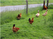 Auch Hühner und Enten gehören zur Familie