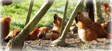 Fleisch aus eigener Tierhaltung